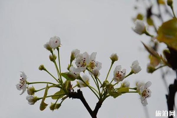 绵竹梨花节甚么时候开