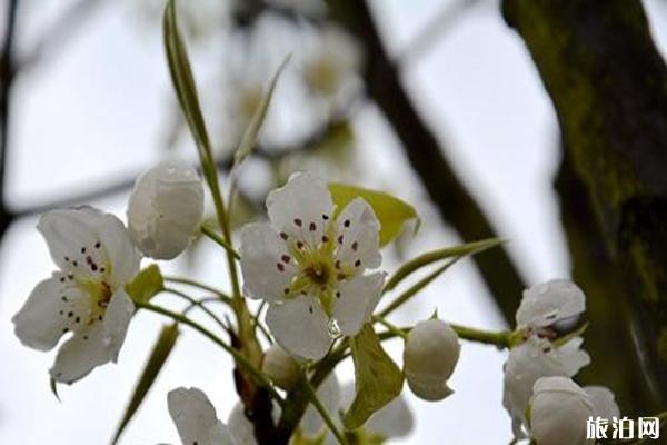 綿竹梨花節什么時候開