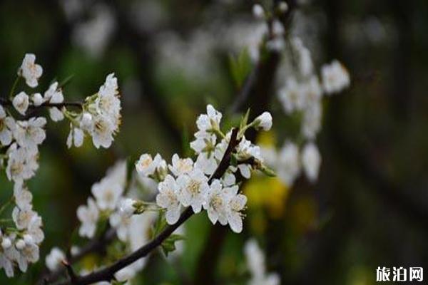 绵竹梨花节甚么时候开