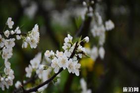 四川绵竹市赏花地推荐