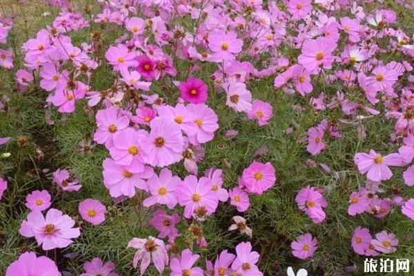 洛阳赏花攻略 春季赏花去哪