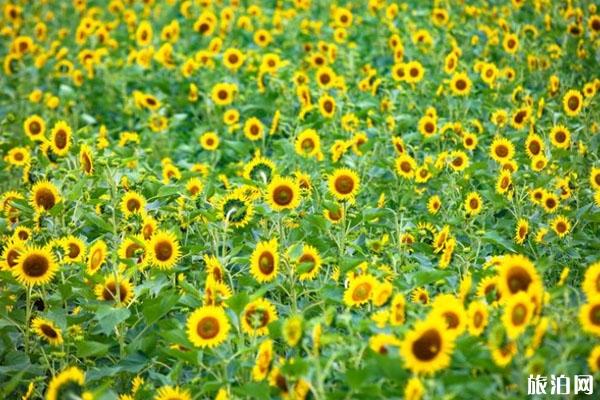 洛阳赏花攻略 春季赏花去哪