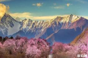 林芝桃花在什么地方看和观赏攻略