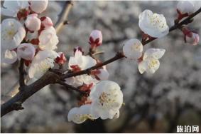 沈阳桃花哪里好看