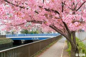 2020日本赏樱花最佳地点和时间