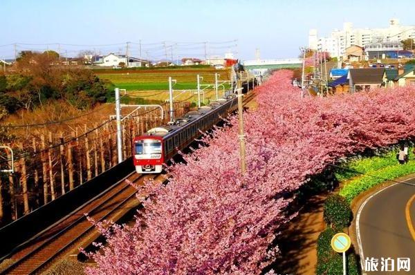 2020日本賞櫻花最佳地點和時間