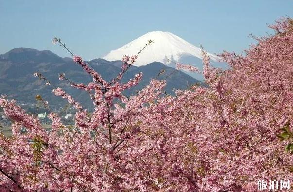 2020日本賞櫻花最佳地點和時間