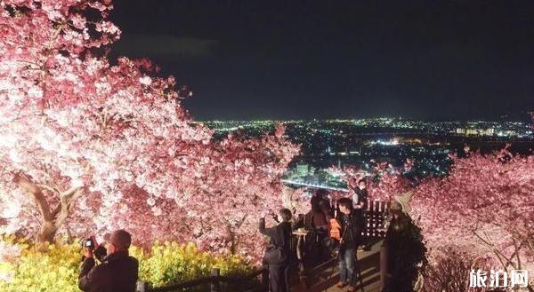 2020日本賞櫻花最佳地點和時間