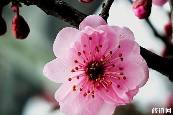 湖南春季賞花哪里最美 景點介紹-交通指南