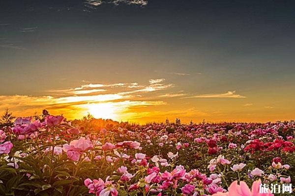 湖南春季賞花哪里最美 景點介紹-交通指南