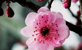 湖南春季赏花哪里最美 景点介绍-交通指南