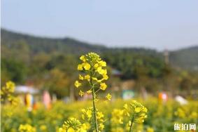 春季清远赏花的地方推荐