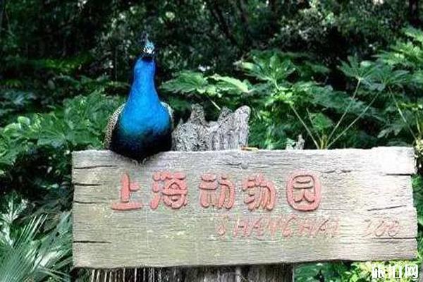 上海动物园一日游攻略 缆车-怎么去