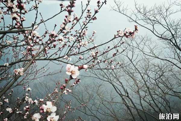 郑州哪里可以看桃花