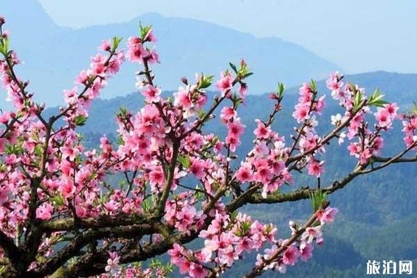 郑州哪里可以看桃花