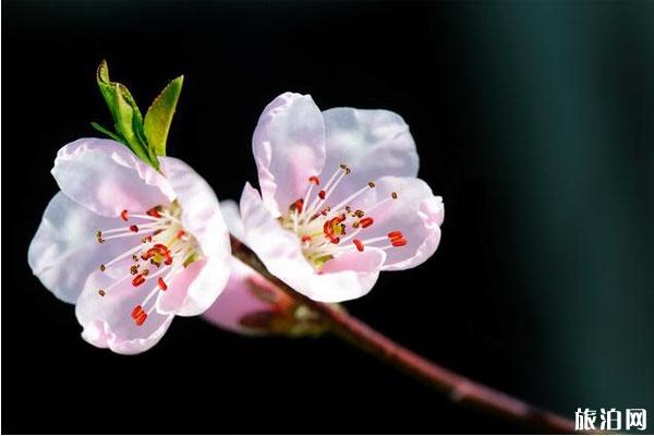 三月北京赏花好去处推荐