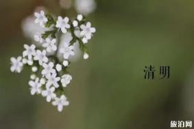 天津清明节祭扫服务取消 附通告