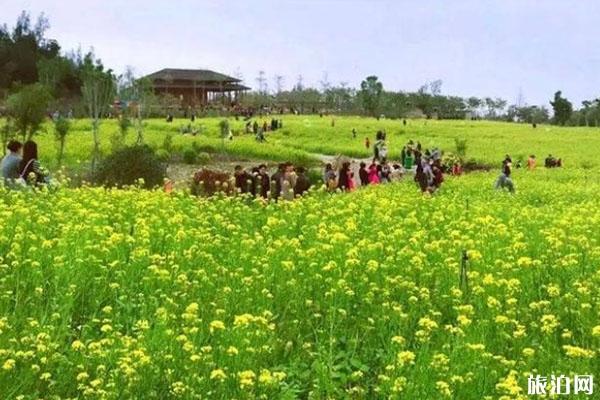 2020厦门春季赏花好去处 门票-交通