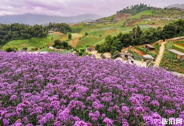 泰国赏花地点推荐 泰国红莲花海在哪里