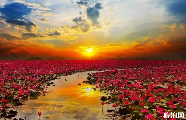 泰国赏花地点推荐 泰国红莲花海在哪里