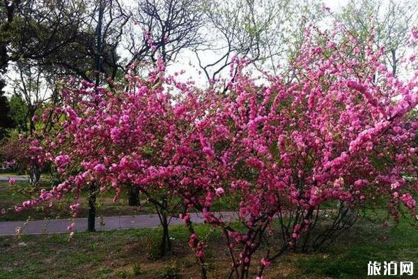 春季平顶山赏花的景点推荐