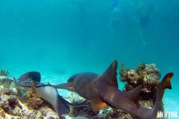 邁阿密海洋水族館攻略