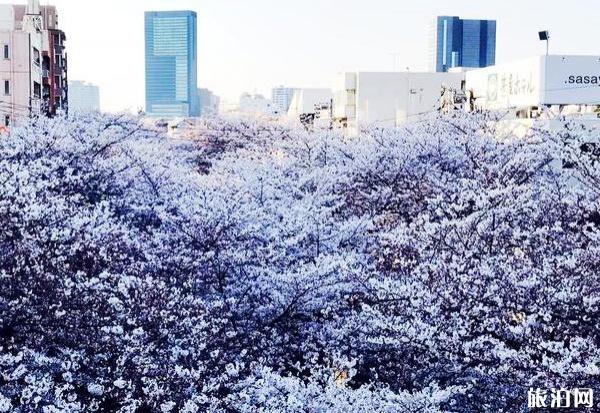 2020日本樱花季节是几月份