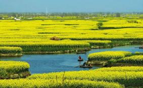 国内春季观赏油菜花最佳地点