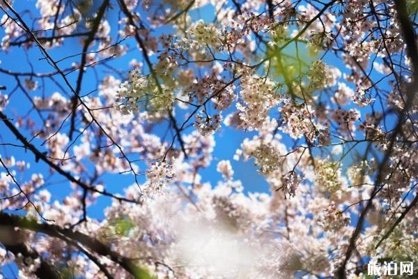2020日本樱花季活动取消的有哪些和三月份取消活动整理