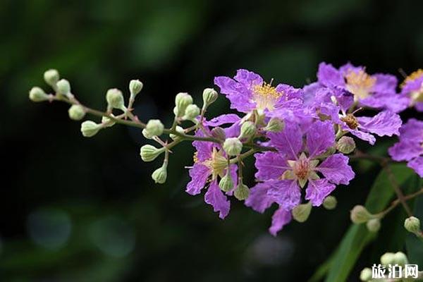 湖北襄阳赏花地推荐 襄阳赏花地图