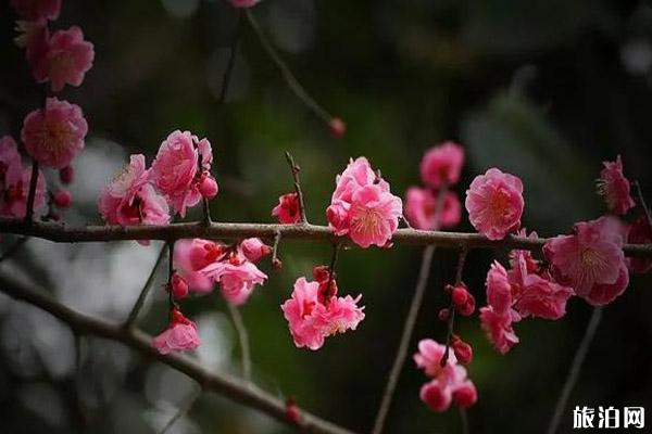 秋季赣州赏花景面先容