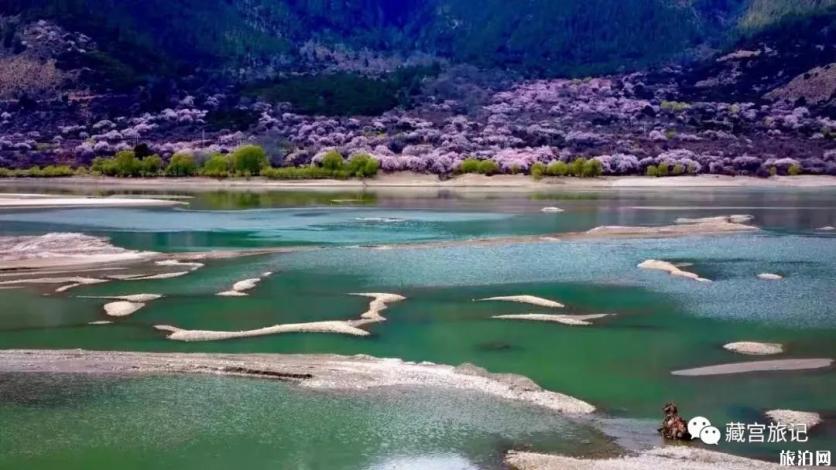 2020林芝桃花节是甚么时候