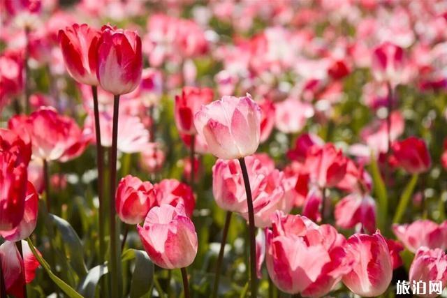 湖南永州植物园恢复开园 郁金香花开时间