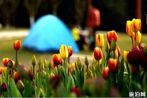 南昌九龍溪生態(tài)休閑公園賞花門票多少錢 附賞花指南 