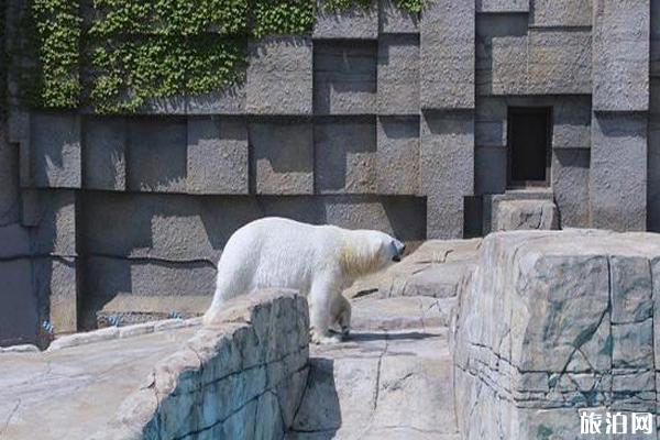 圓山動物園開放時間和游玩介紹