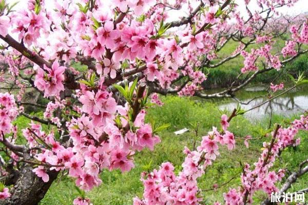 春季赏桃花最佳的地方 景点交通门票
