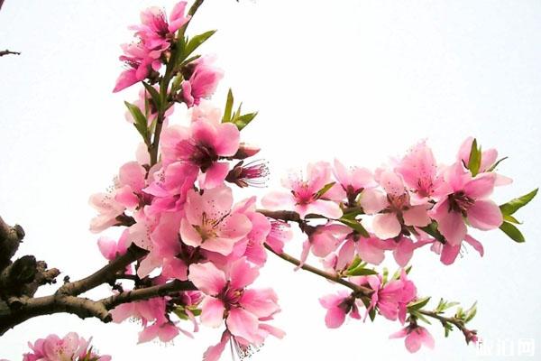 春季赏桃花最佳的地方 景点交通门票