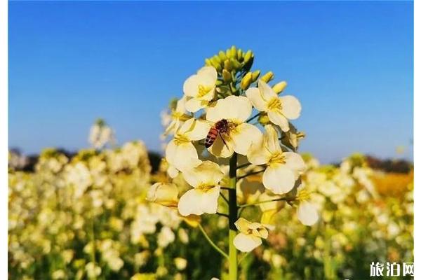 重庆油菜花没有雅赏天保举