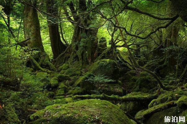 全球十大原始森林是哪些