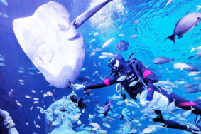 2020泰国安琪拉水族馆表演项目时间及景区介绍