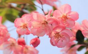 春季赏海棠花的地方推荐 景点交通门票