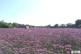 绵阳原香国际香草园有什么玩的 附2020年开放时间