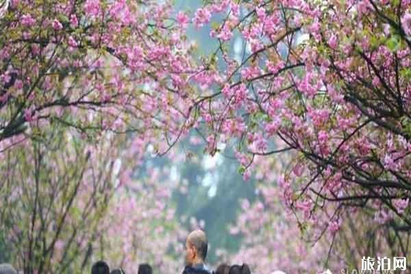 重庆南山植物园樱花花期持续多久