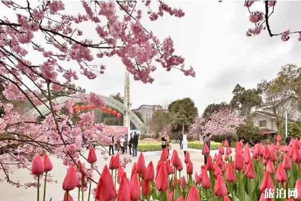 重庆南山植物园樱花花期持续多久