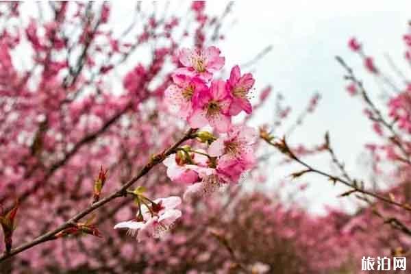 常宁百万樱花园实名制购票入园 2020恢复开放-公告