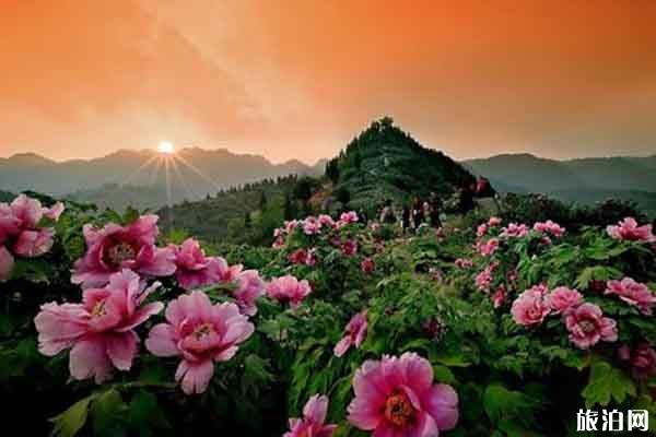 重庆垫江牡丹樱花世界门票多少?什么时候开放?