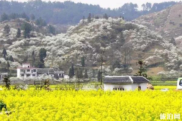 全國油菜花哪里最好看和花期介紹