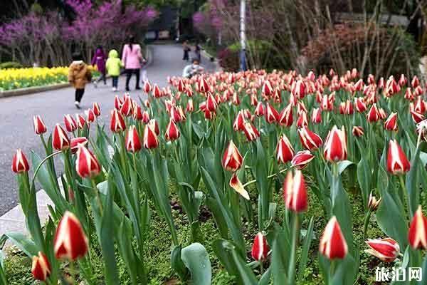 北京植物园郁金香的花期 花开持续多久