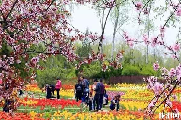 济南植物园郁金香花期持续多久