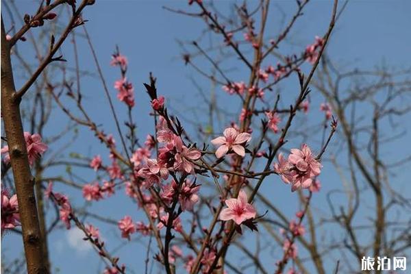 衡陽哪里有桃花看